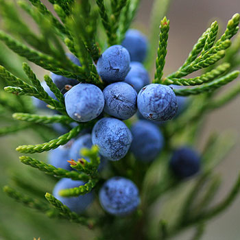 Juniper Berry Oil 3